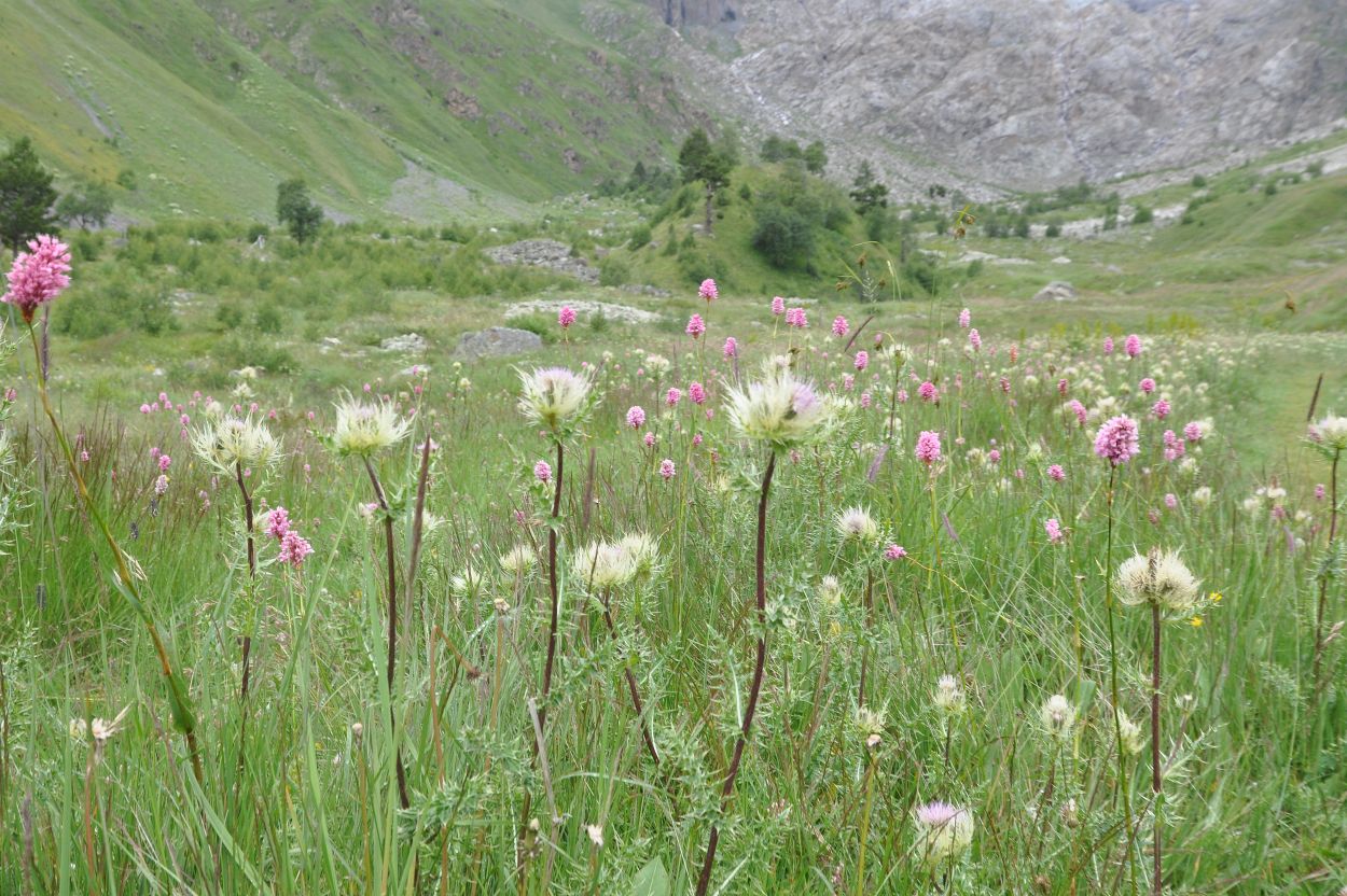 Долина реки Терскол, image of landscape/habitat.