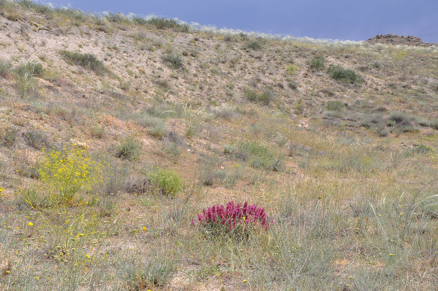 Гораванские пески, image of landscape/habitat.