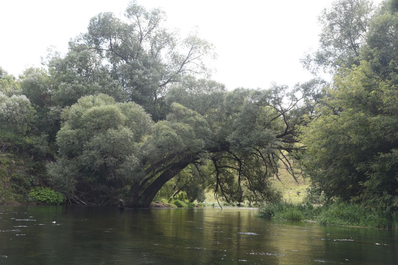 Меркуловский лес, image of landscape/habitat.