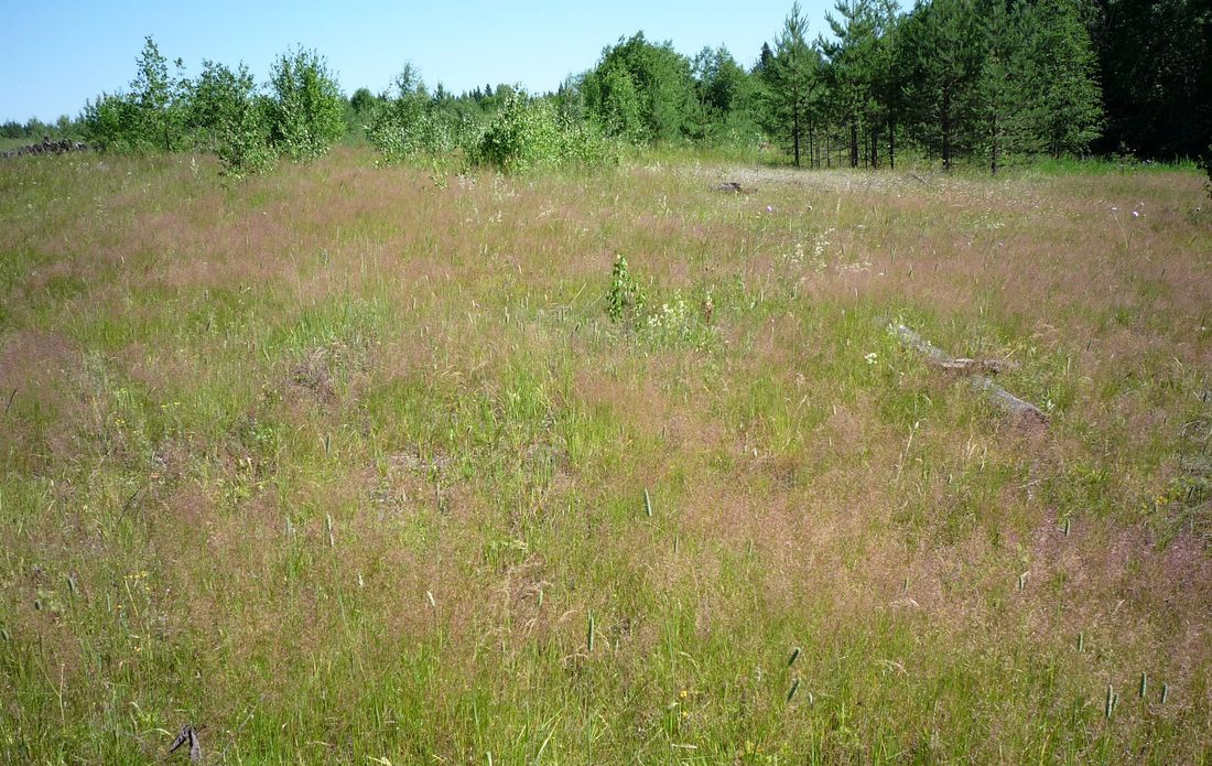 Солгинский, image of landscape/habitat.