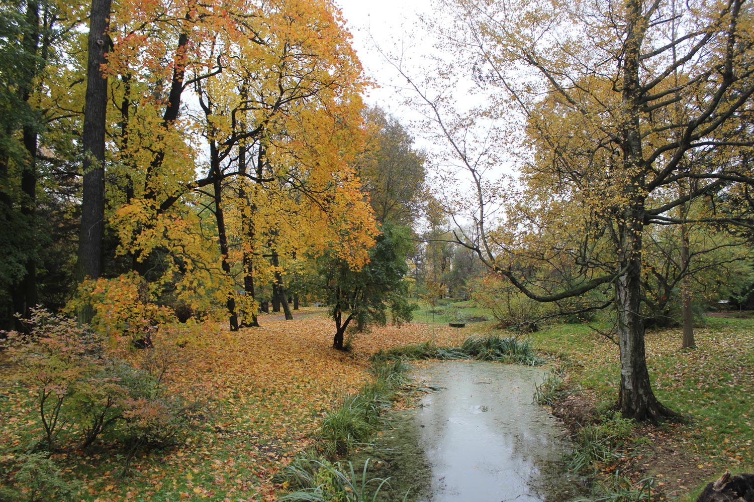 Парк Ботанического института РАН, image of landscape/habitat.