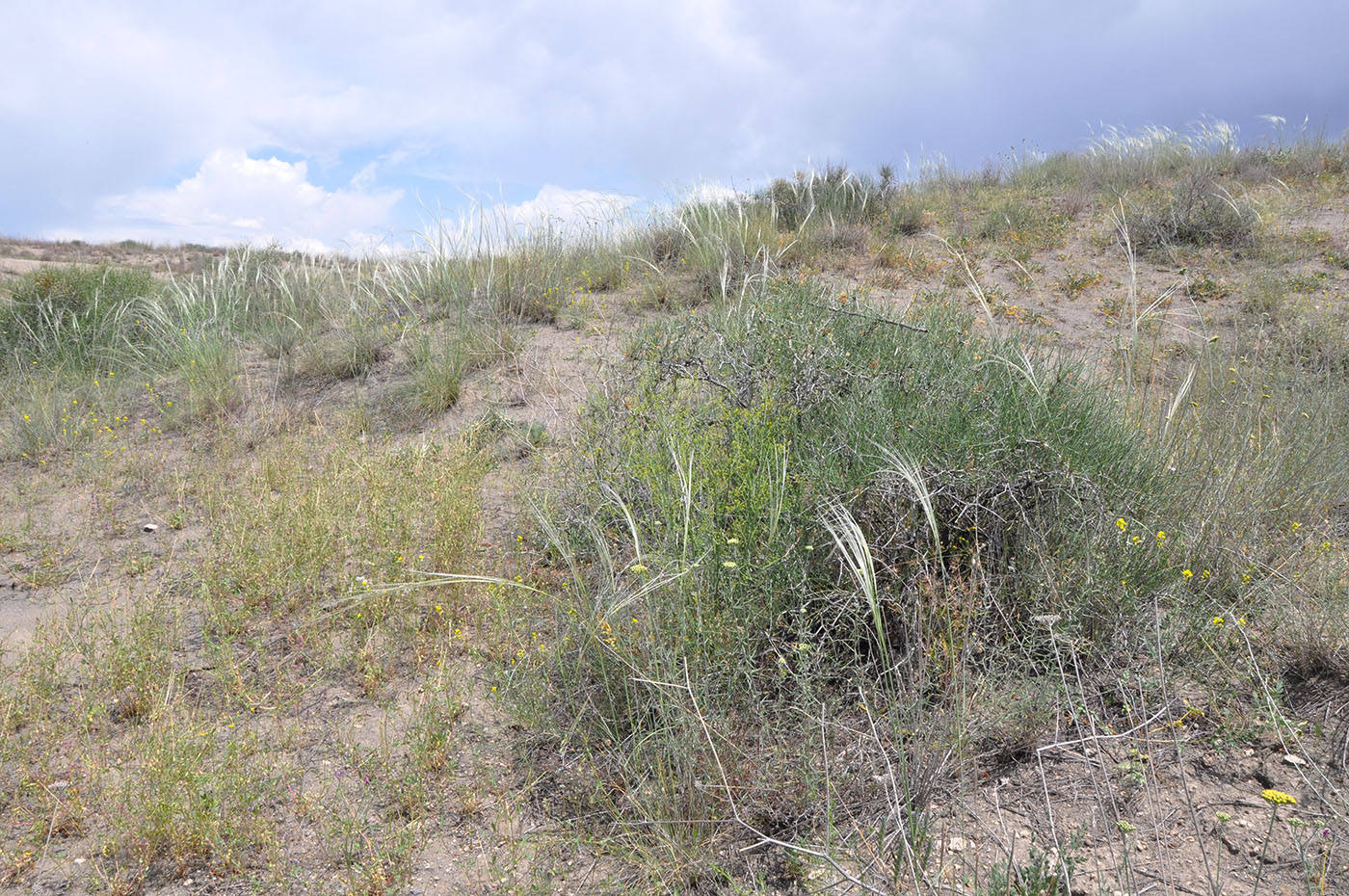 Гораванские пески, image of landscape/habitat.