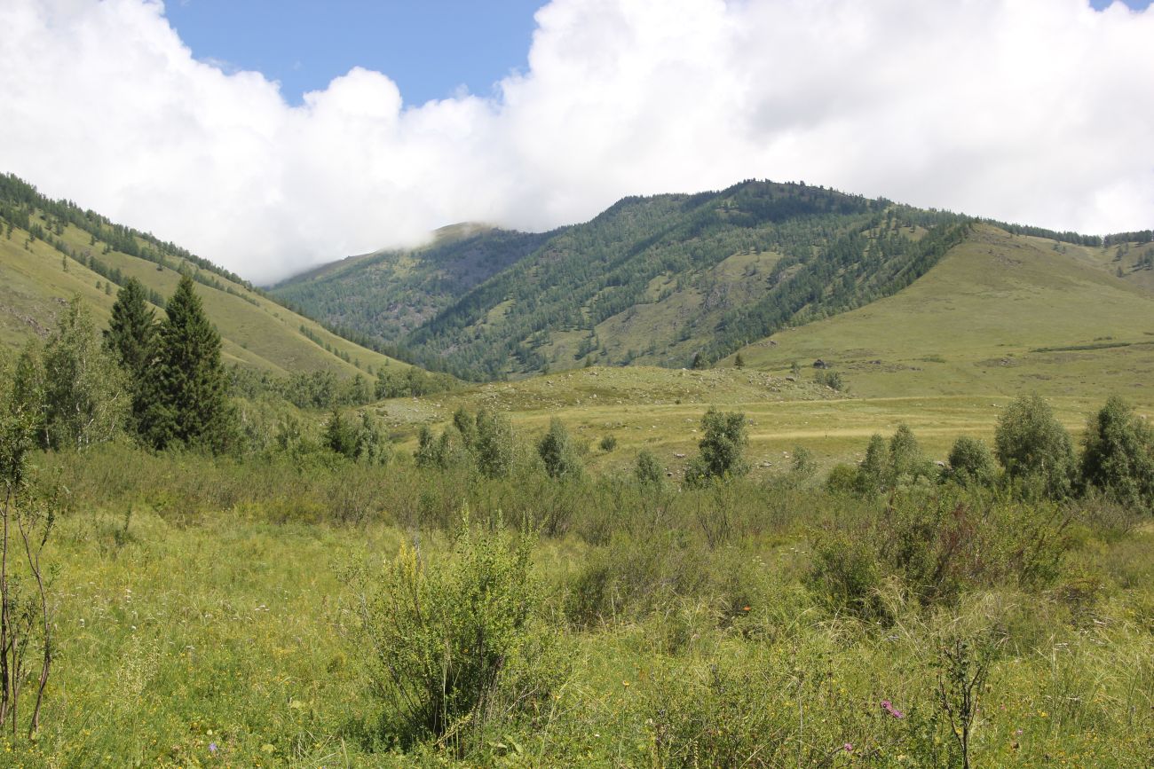 Окрестности ручья Барбыш, image of landscape/habitat.