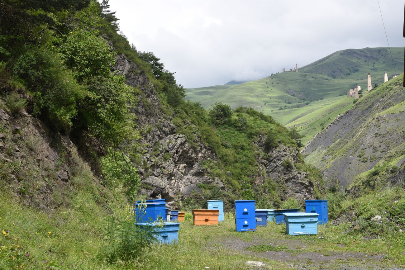 Окрестности Ольгети, image of landscape/habitat.