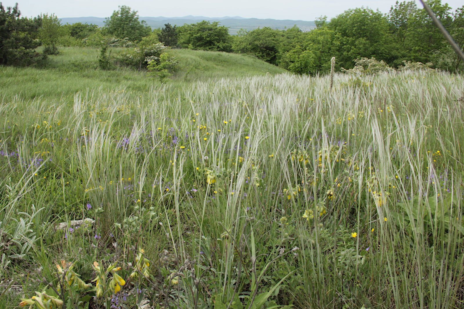 Гора Раевская, image of landscape/habitat.