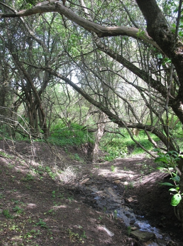 Окрестности Шишкино, image of landscape/habitat.