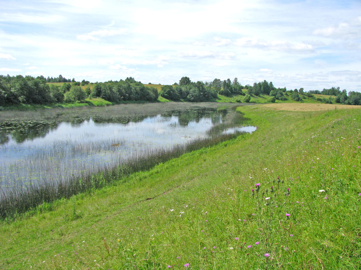 Корожечна в зоне подпора, image of landscape/habitat.