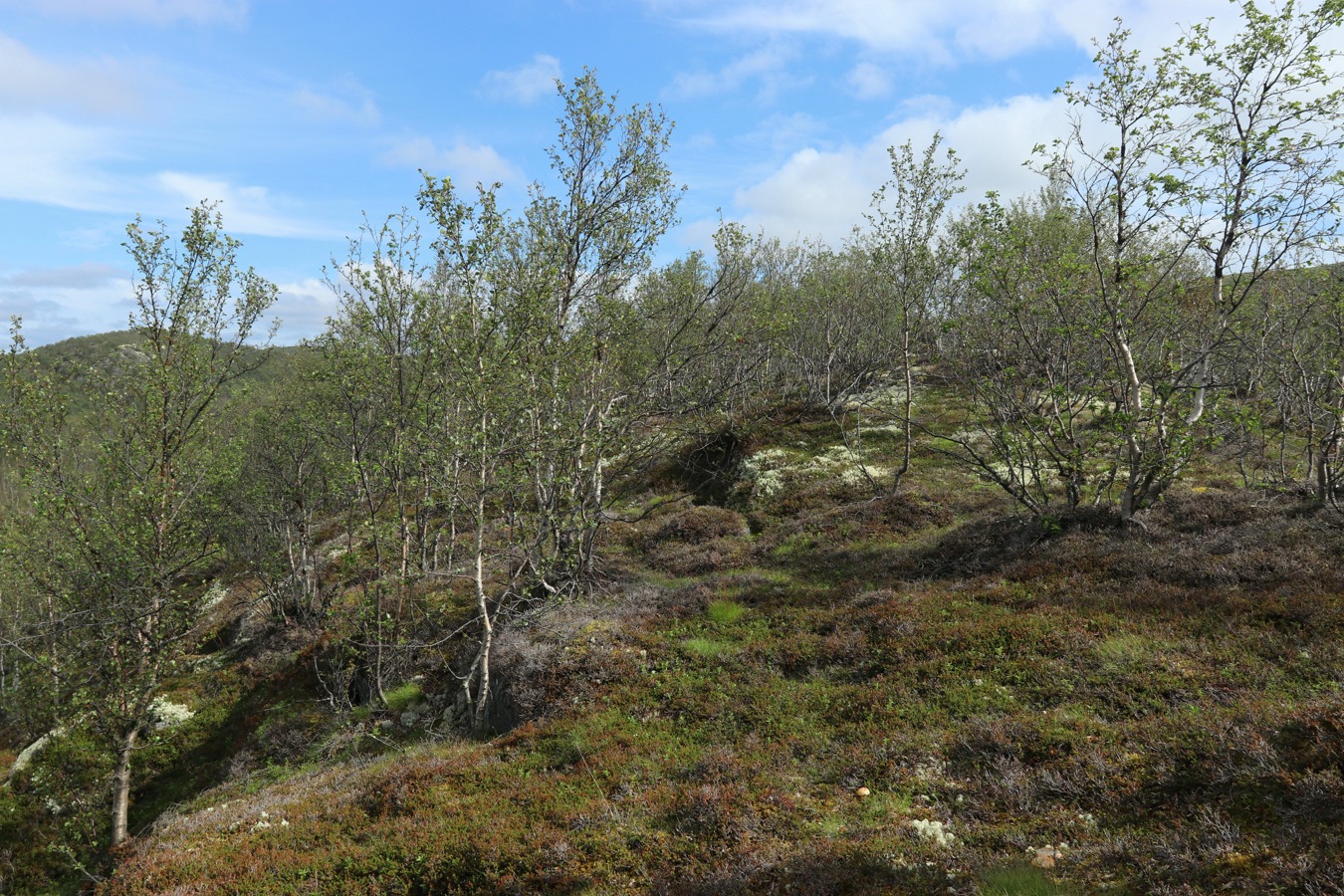 Пьяное озеро, image of landscape/habitat.