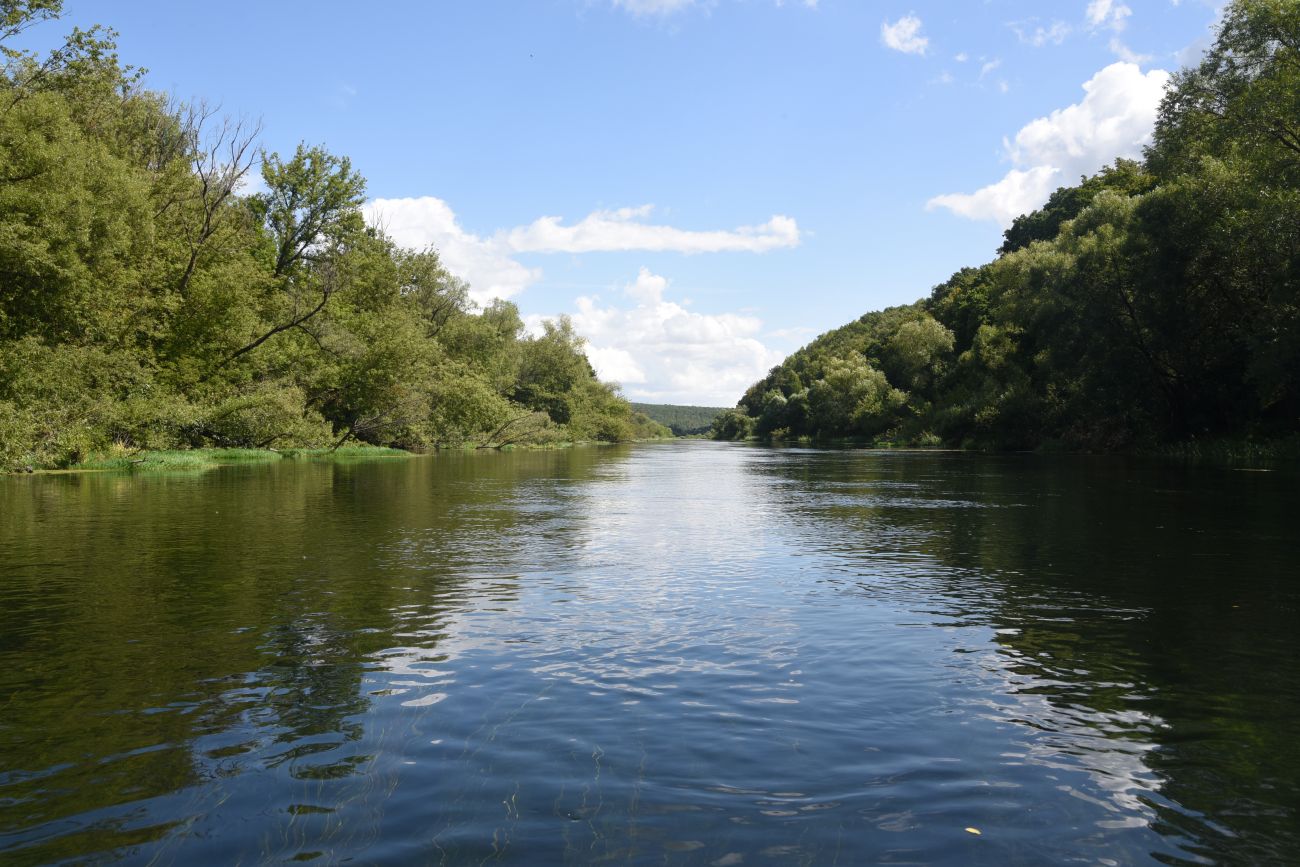 Меркуловский лес, изображение ландшафта.