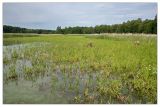 Саралы, image of landscape/habitat.