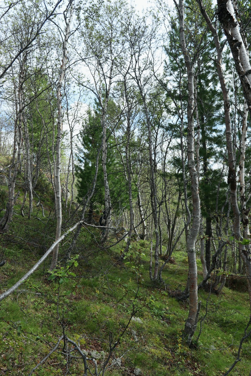 Пьяное озеро, image of landscape/habitat.