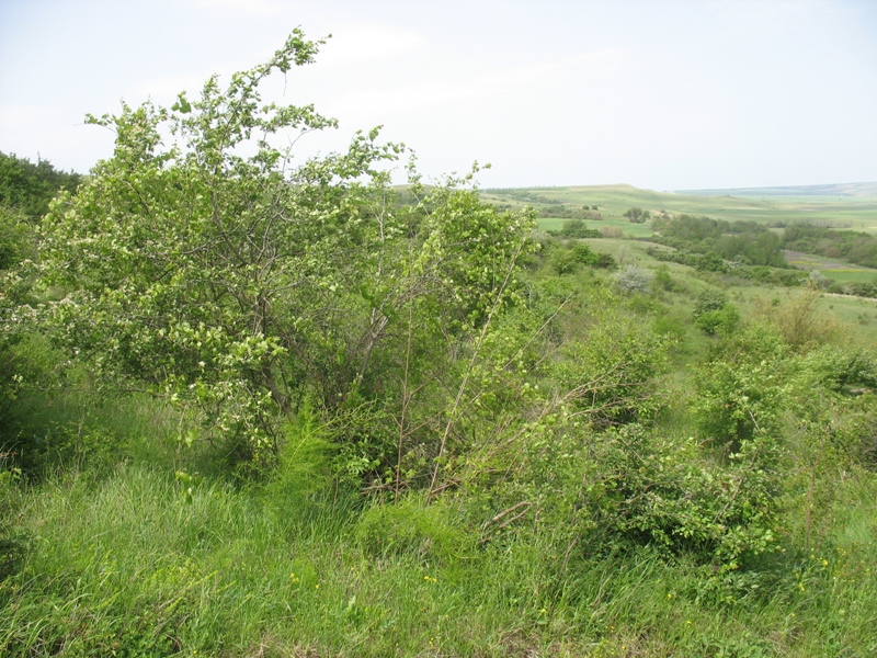 Окрестности Шишкино, image of landscape/habitat.