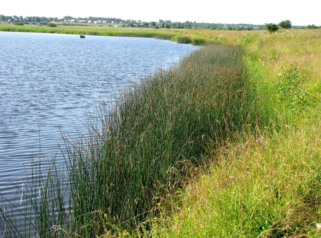 Корожечна в зоне подпора, image of landscape/habitat.