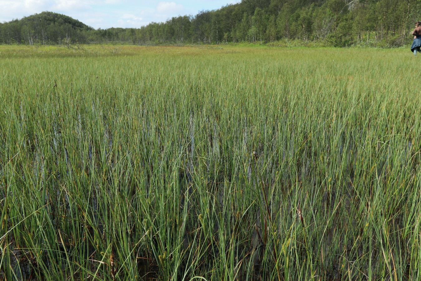 Пьяное озеро, image of landscape/habitat.