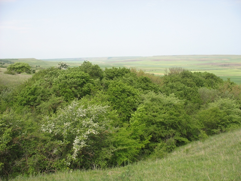 Окрестности Шишкино, image of landscape/habitat.