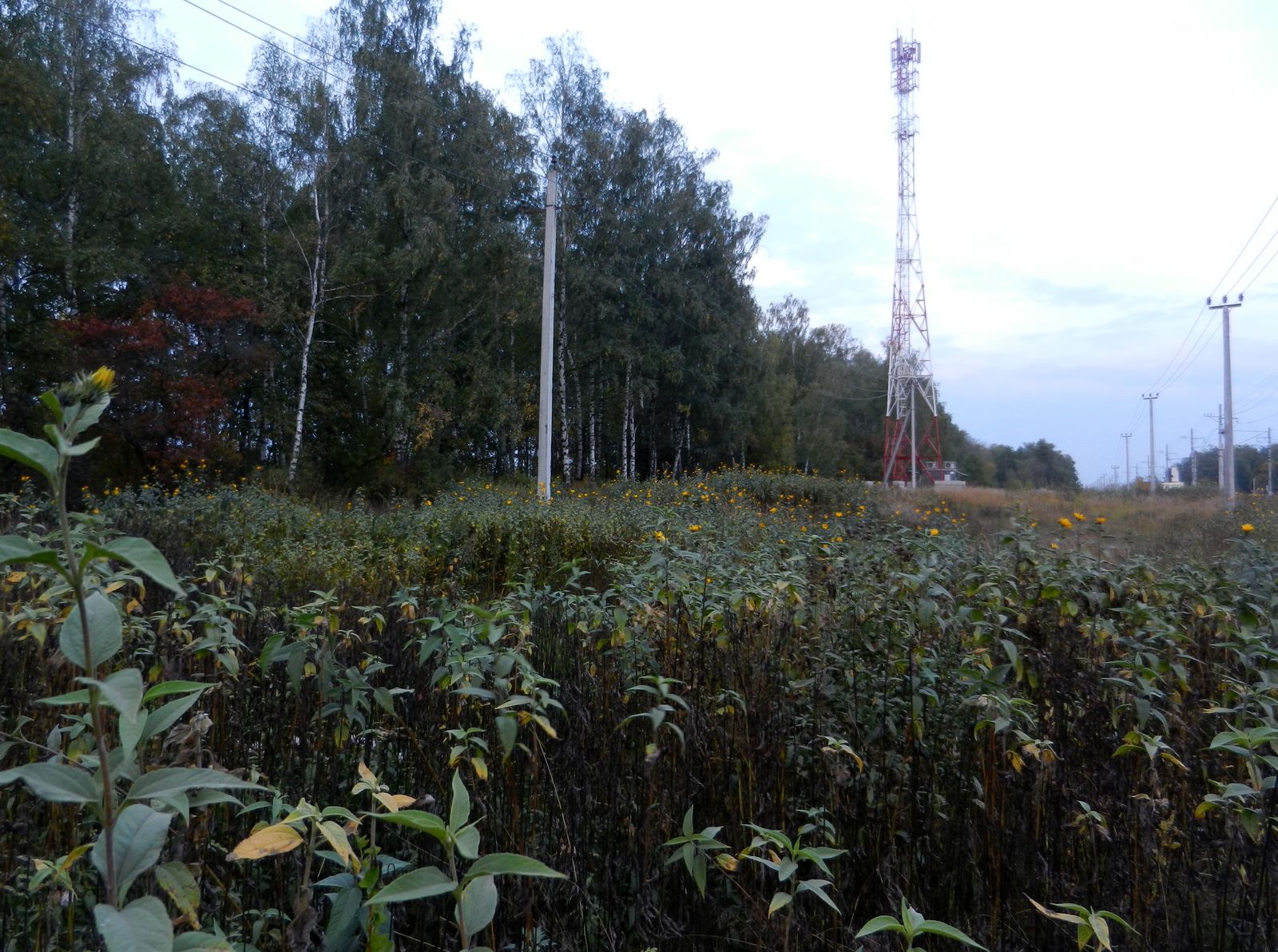 33-й км, image of landscape/habitat.