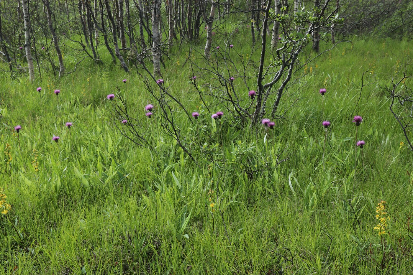 Пьяное озеро, image of landscape/habitat.