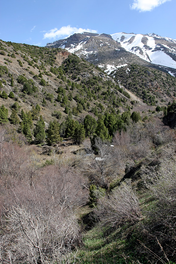 Домик Тризны, изображение ландшафта.