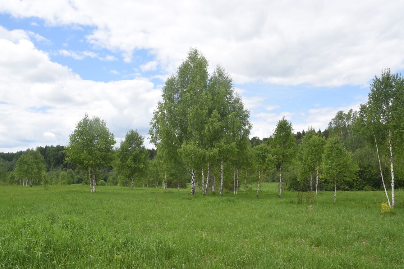 Окрестности деревни Мальцево, image of landscape/habitat.