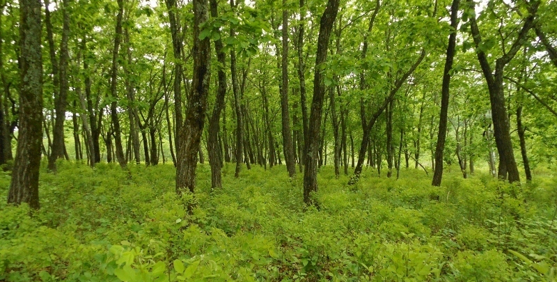 Падь Лебединая, изображение ландшафта.