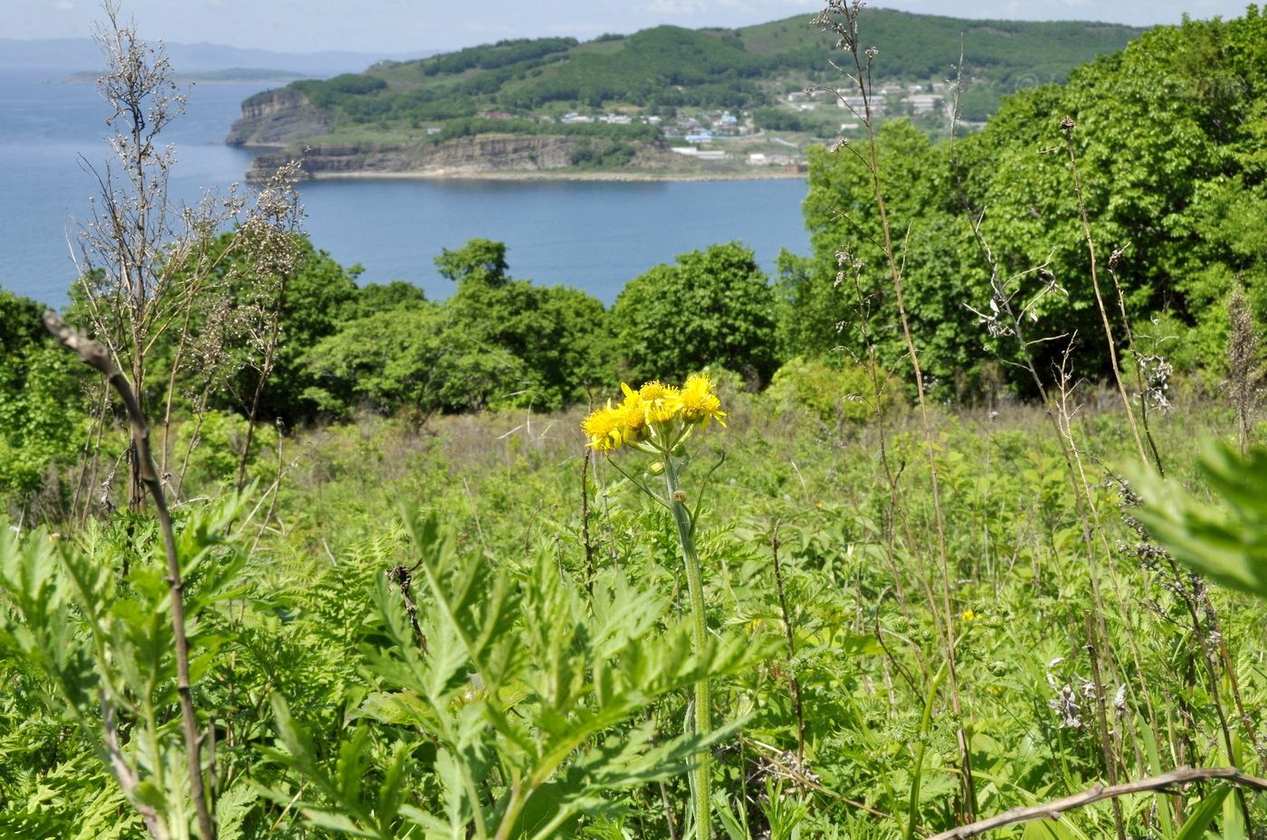 Окрестности пос. Подъяпольск, image of landscape/habitat.