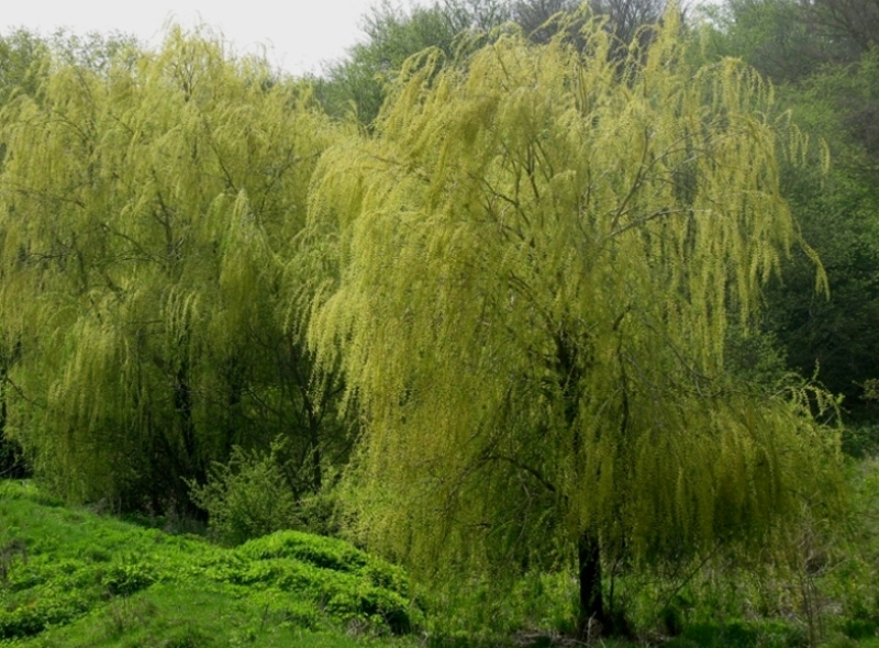 Окрестности Шишкино, image of landscape/habitat.