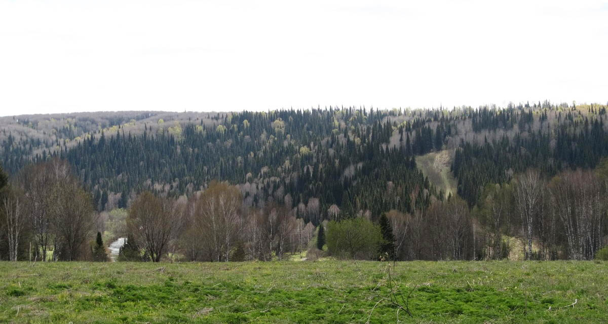 Петенёвские ельники, image of landscape/habitat.