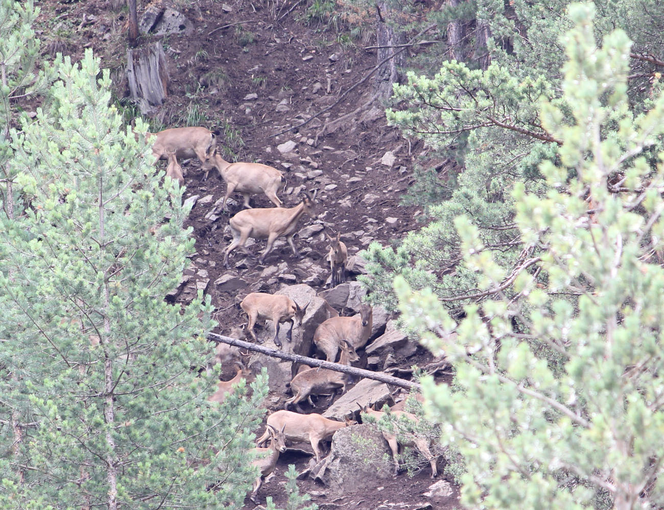 Долина реки Баксан, image of landscape/habitat.