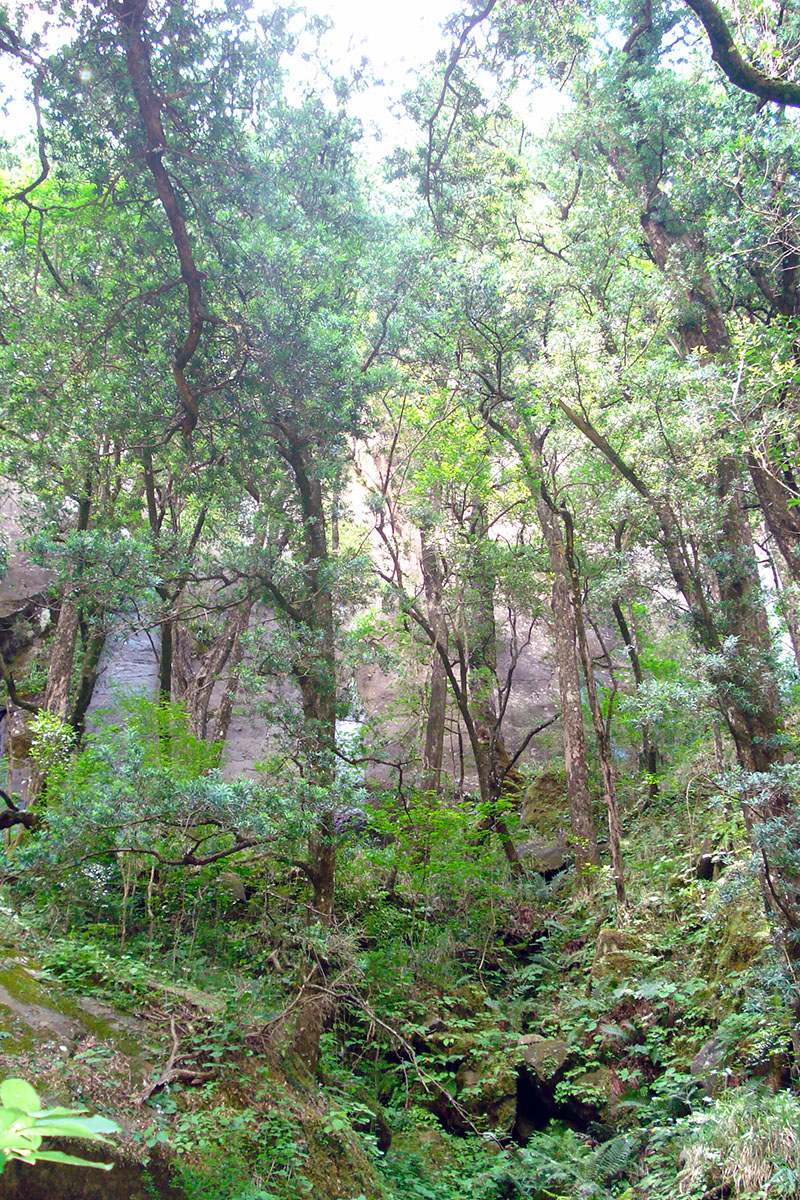 Ущелье водопада Тугела, image of landscape/habitat.