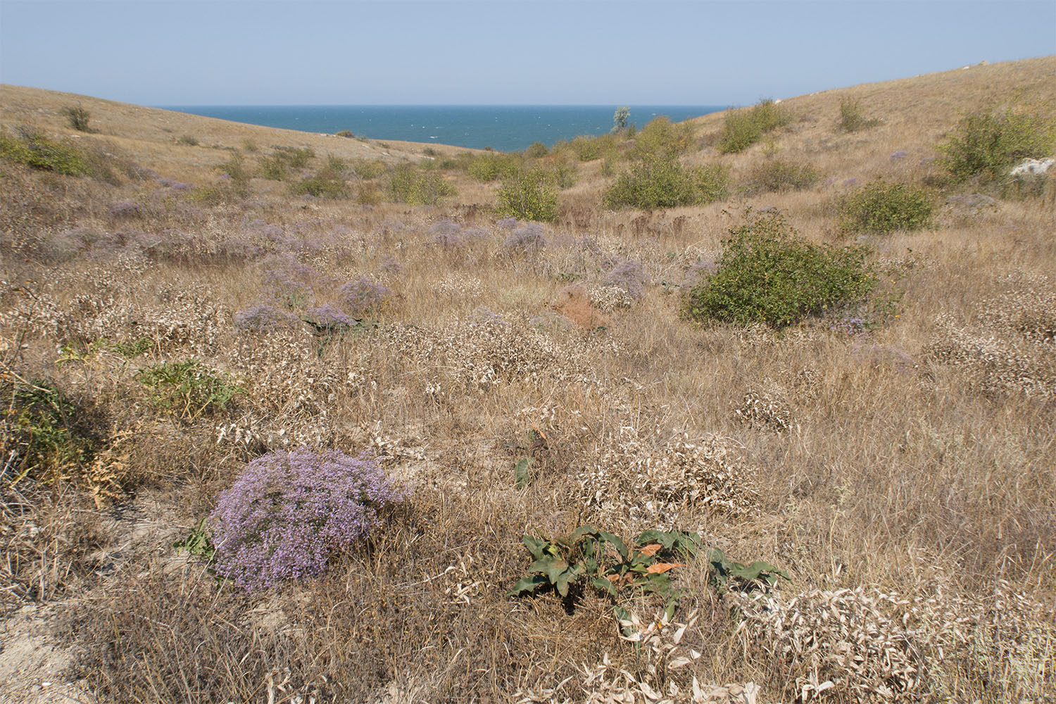 Балка у Генеральских пляжей, image of landscape/habitat.