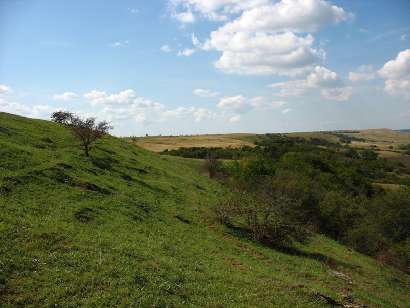 Окрестности Шишкино, image of landscape/habitat.