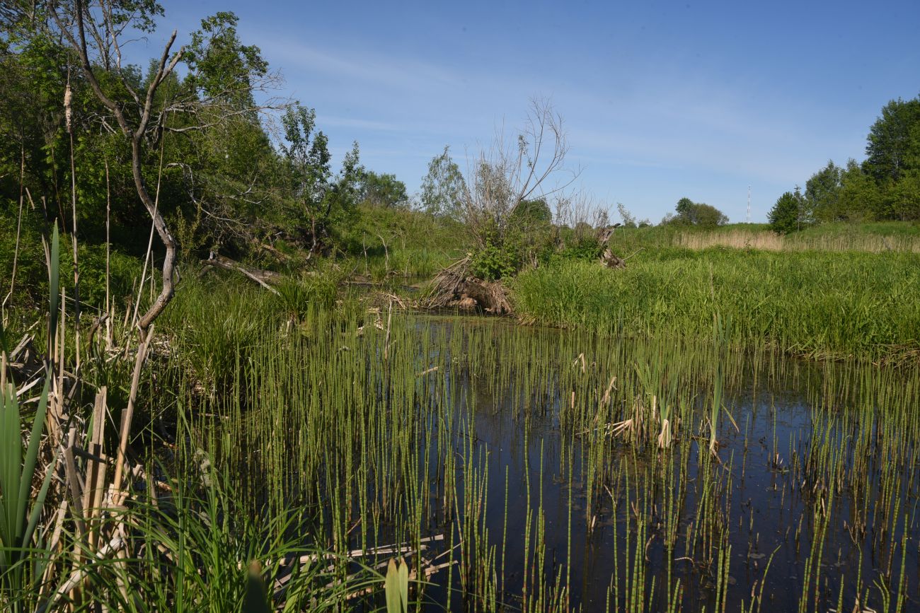 Окрестности деревни Федорино, image of landscape/habitat.