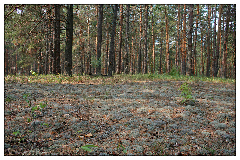 Саралы, image of landscape/habitat.