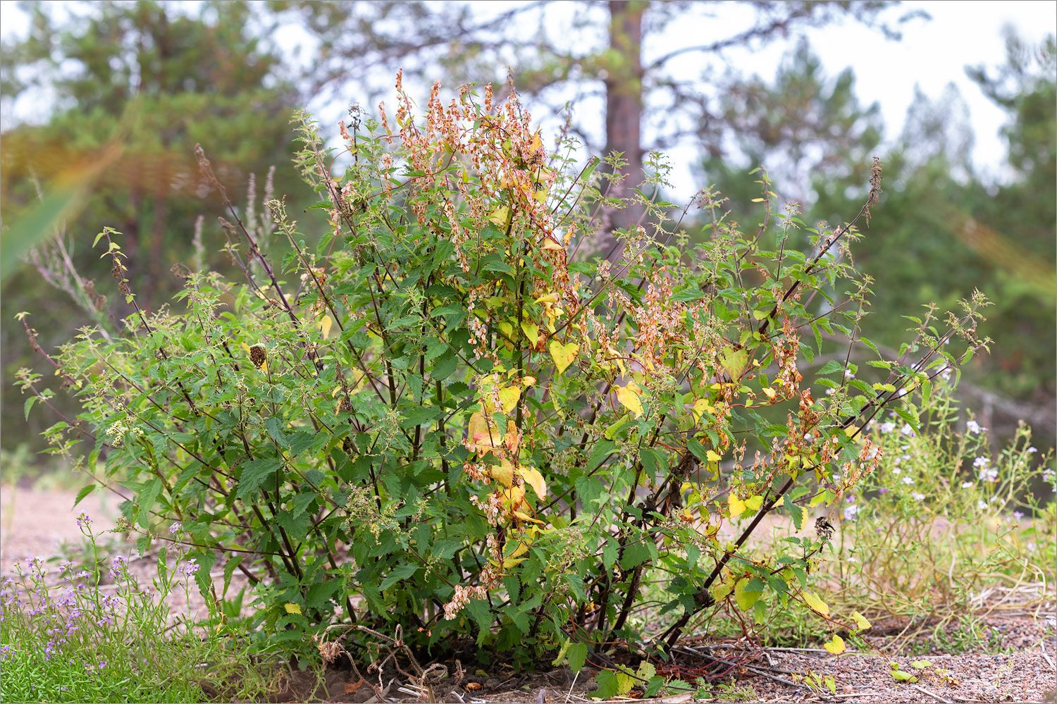 Киперорт, image of landscape/habitat.