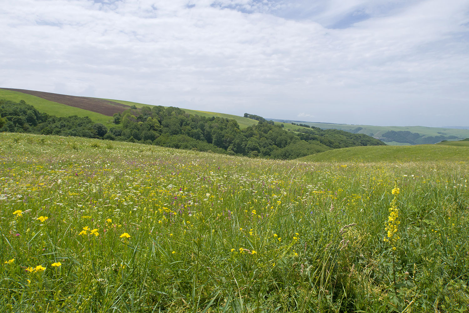 Окр. станицы Исправная, image of landscape/habitat.