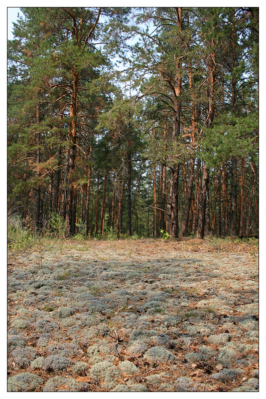 Саралы, image of landscape/habitat.