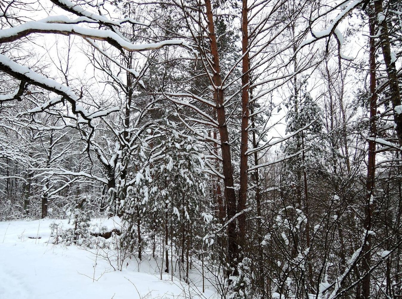 Лесопарк Пышки, image of landscape/habitat.