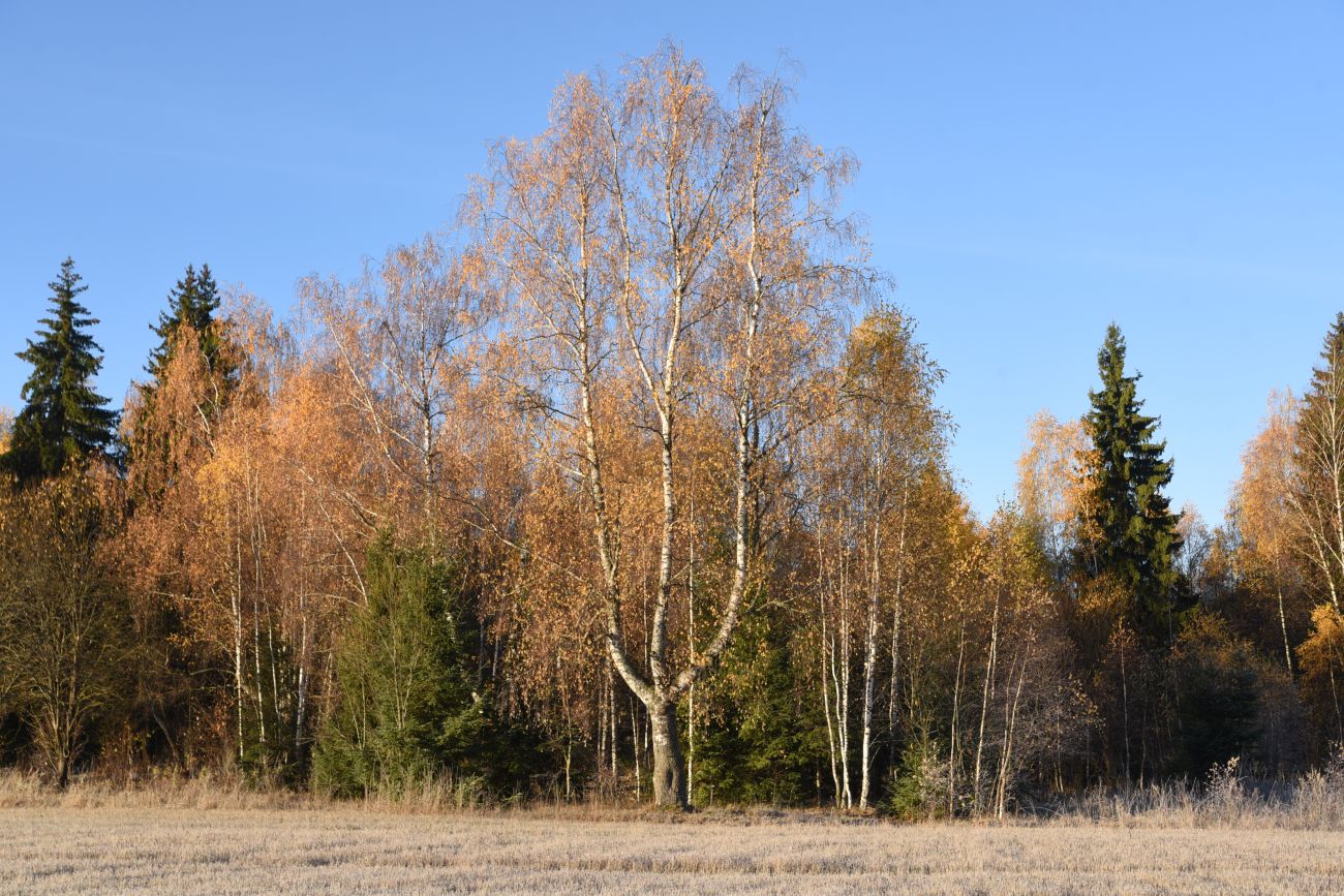 Окрестности деревни Семичёво, image of landscape/habitat.