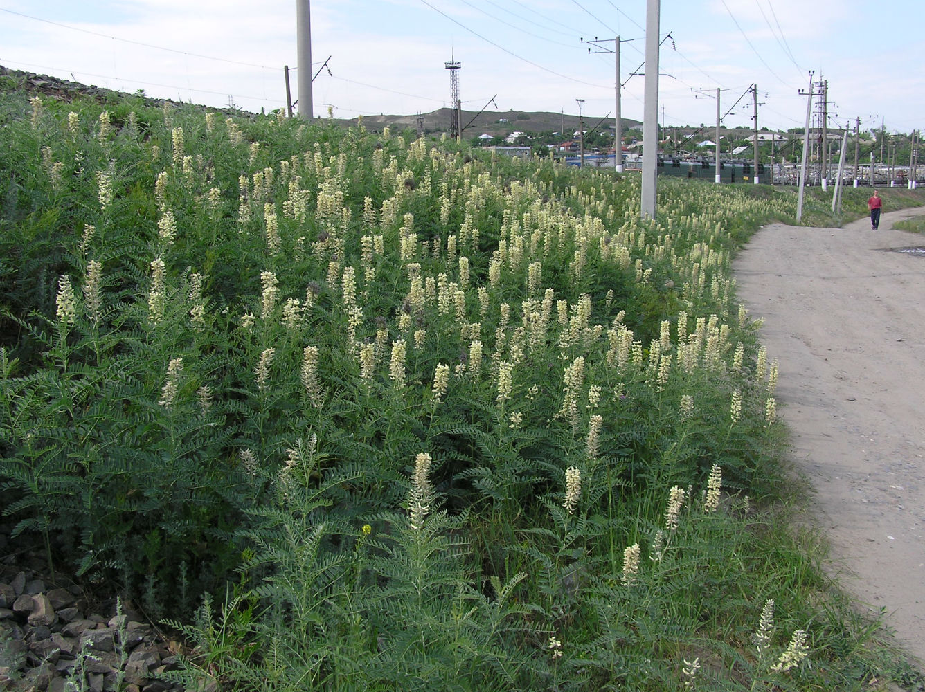 Увек, image of landscape/habitat.