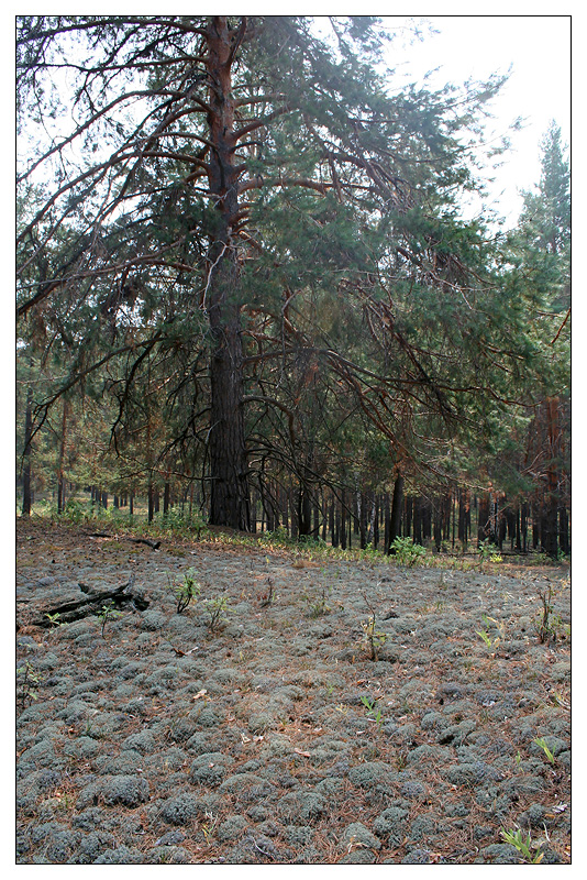 Саралы, image of landscape/habitat.