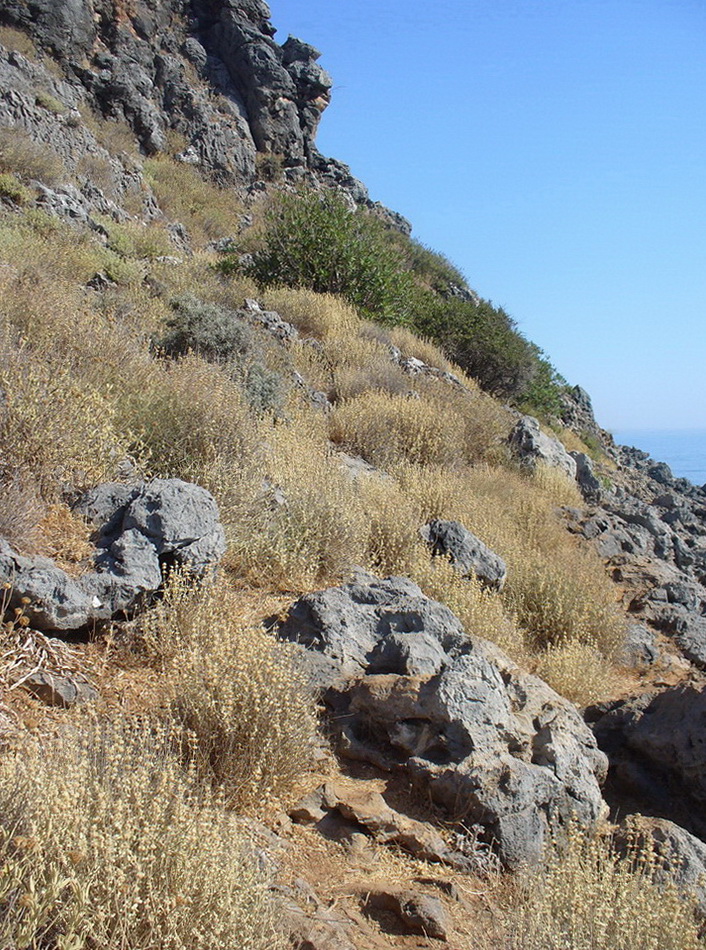 Окрестности Георгиуполиса, изображение ландшафта.