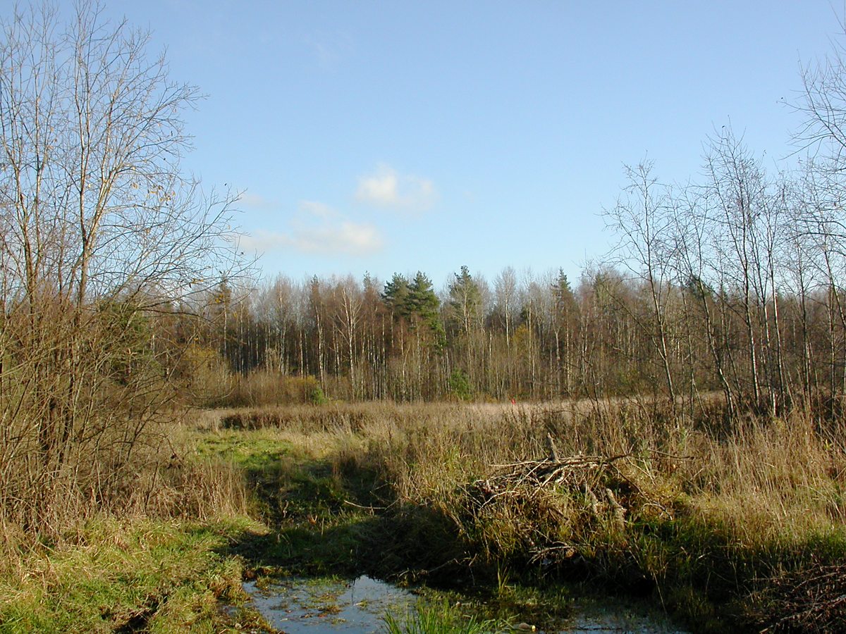 Низино, image of landscape/habitat.