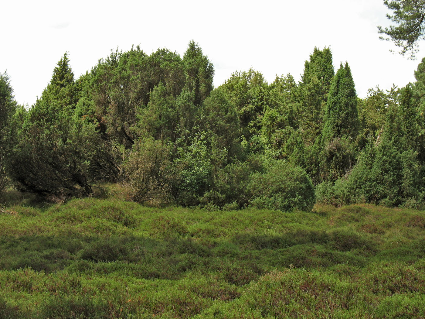 Dwingelderveld, изображение ландшафта.