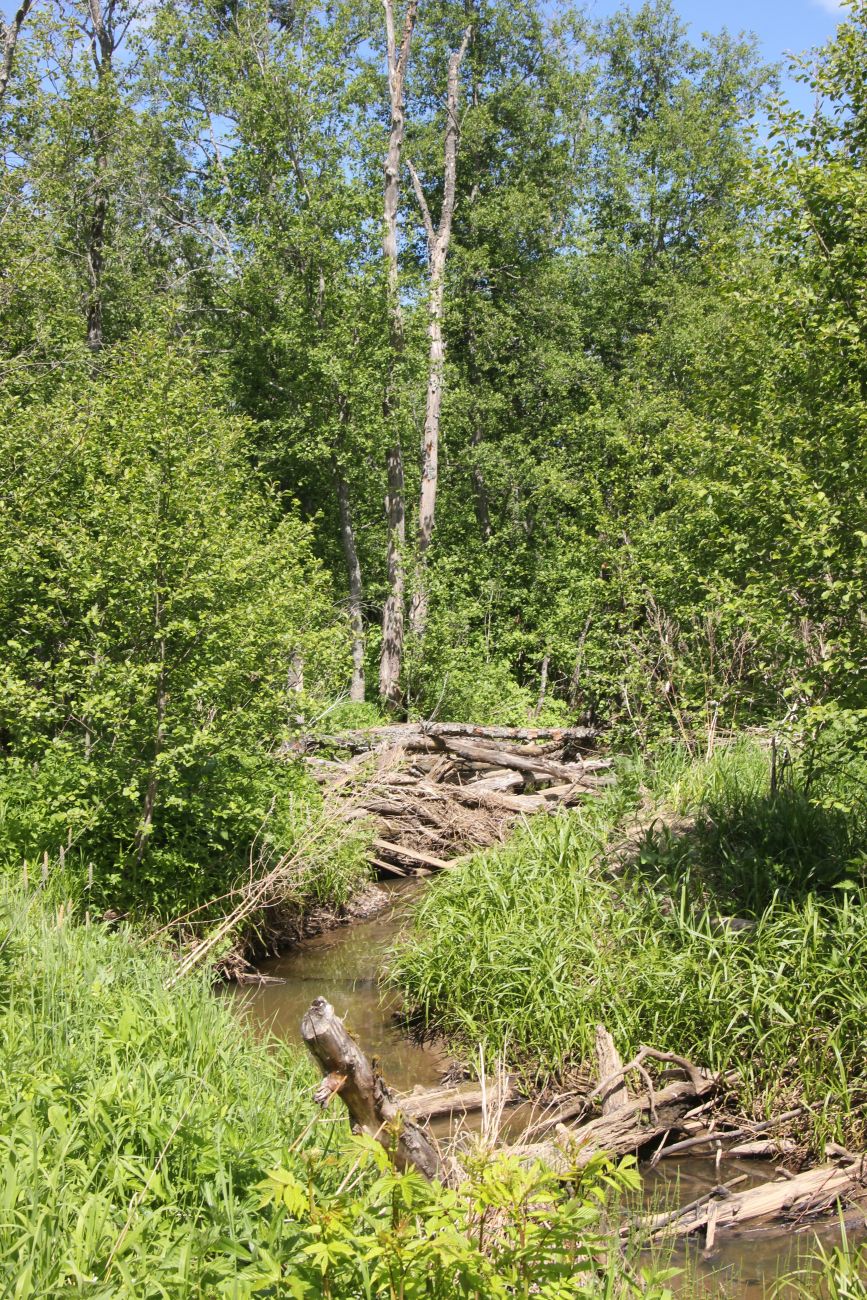 Окрестности Титово, image of landscape/habitat.