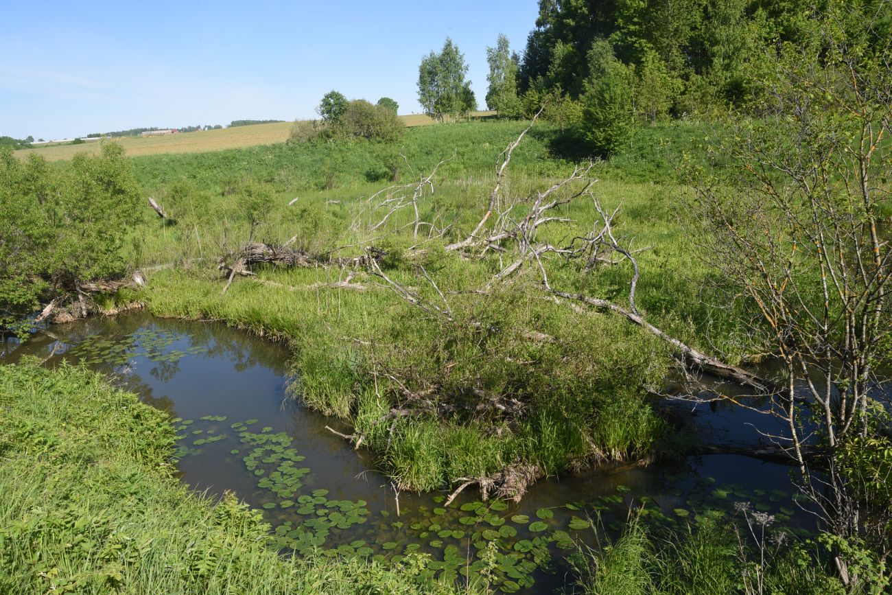 Окрестности деревни Федорино, image of landscape/habitat.