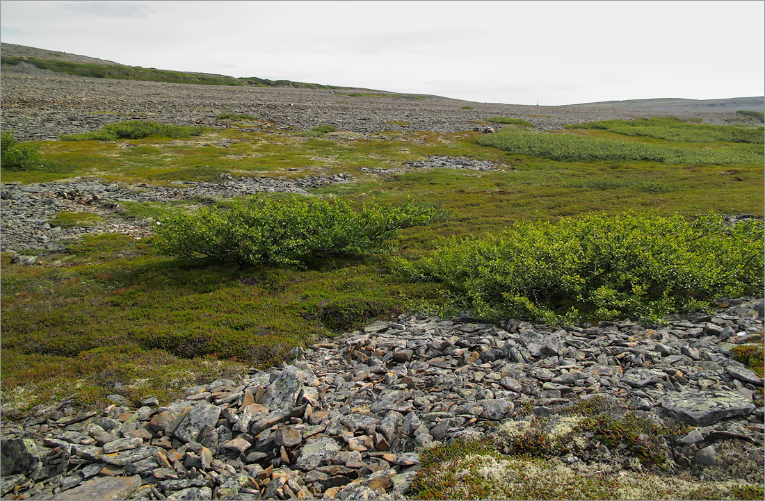 Малая Волоковая губа, image of landscape/habitat.