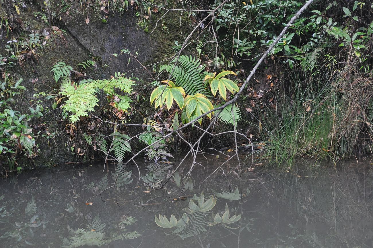 Окрестности храма Шицзхон, image of landscape/habitat.