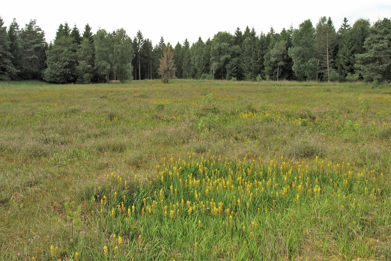 Dwingelderveld, image of landscape/habitat.