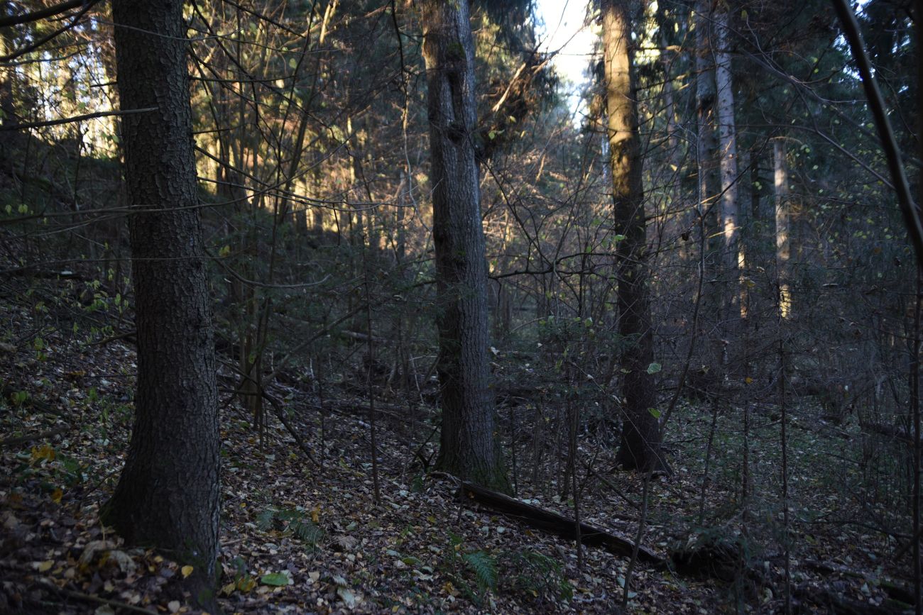 Окрестности деревни Семичёво, image of landscape/habitat.