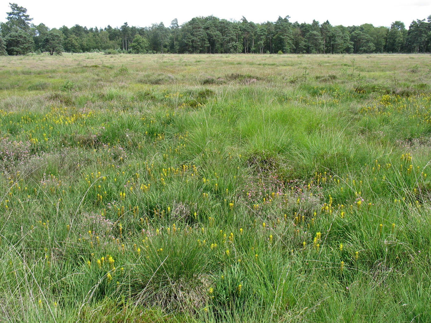 Dwingelderveld, изображение ландшафта.